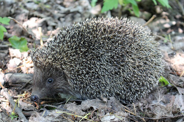 Southern white-breasted hedgehog (Erinaceus concolor). Belarus, June