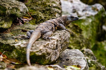 It's Mexican iguana