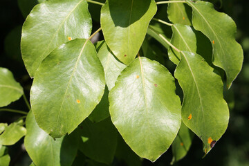 Pear green leaves with orange spots of Pear rust or Gymnosporangium sabinae
