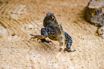 It's Mexican iguana walking