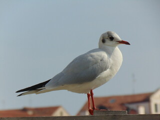 Uccello a Venezia
