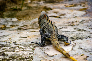 It's Mexican iguana walking