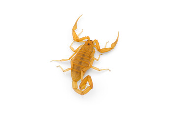 Yellow deadly dangerous scorpion top view isolated on white background