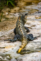 It's Mexican iguana lying on the stone