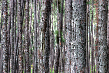 Evergreen pine forest.