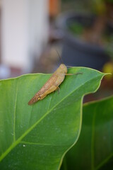 green grasshopper on leaf