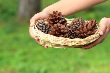 Pine or fur cones in basket on forest floor