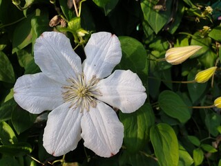 white and yellow flower