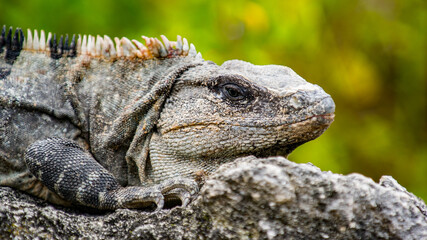 It's Mexican iguana lying on the stone