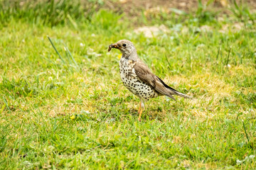 Kestrel catching worms on a lawn in County Donegal - Ireland.