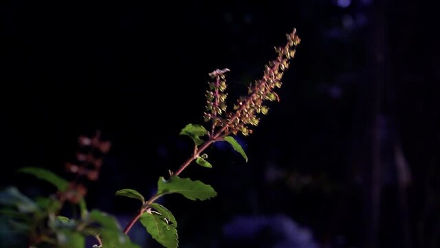 Close up of Holy basil tulsi flower.