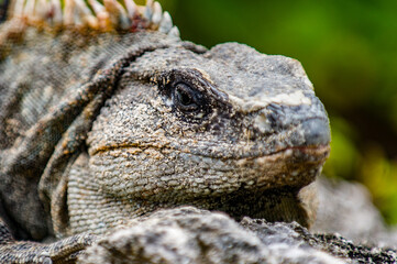 It's Mexican iguana lying on the stone