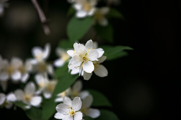Eine Nahaufnahme einer weißen Blume mit vielen grünen Blättern.
