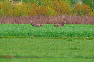 Dzika natura sarny © Edward