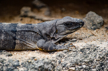 It's Close up of a Mexican iguana