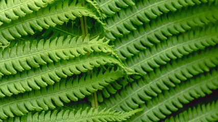 Fern leaf background. Beautiful green leaf background. Nature background