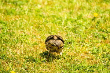 Kestrel catching worms on a lawn in County Donegal - Ireland.