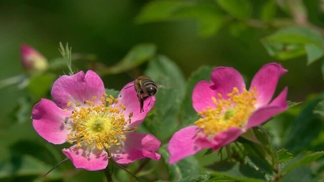 Slow Motion Video: Flight of a Bee over a flower of Wild Rose. Beautiful Yellow Pink Dogrose Flower in Bright Sunlight