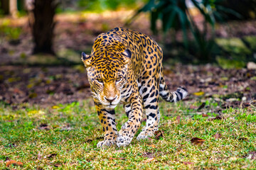 It's Scary leopard walks for hunt in the jungle