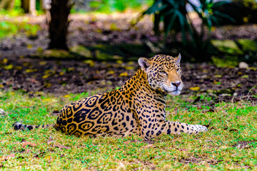 It's Adult leopard takes a rest on the grass in the jungle of Mexico