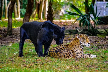 Tuinposter It's Black panther flirts with a leopard © Anton Ivanov Photo