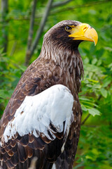 Stellers zeearend / Steller's sea eagle / Haliaeetus pelagicus (portret / portrait)
