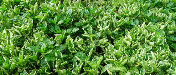 The green leaves in the garden background