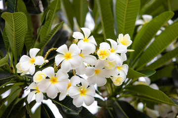 White plumeria flowers and blurred of background.