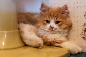 Fototapeta na wymiar Beautiful two-month-old Persian cat resting.