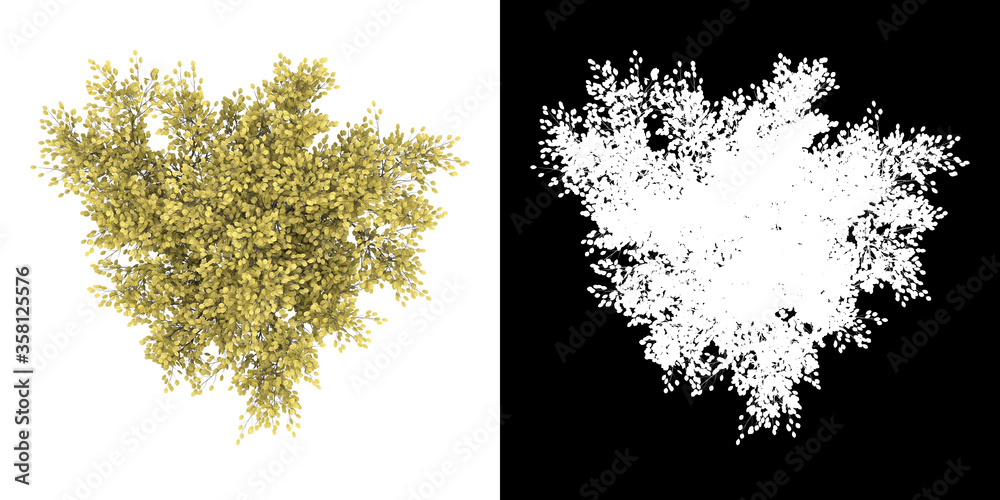 Canvas Prints top view of tree (cornus mas) png with alpha channel to cutout made with 3d render