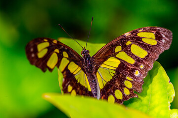 It's Beautiful butterfly with the ornament on it wing, Mexico