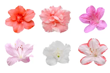 Foto auf Acrylglas Azalee Satz Azaleenblüten isoliert auf weiß