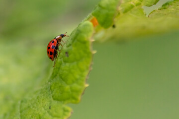 Cute little ladybug with red wings and black dotted hunting for plant louses as biological pest control and natural insecticide for organic farming with natural enemies reduces agriculture pesticides