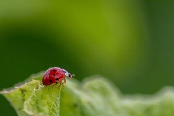 Cute little ladybug with red wings and black dotted hunting for plant louses as biological pest control and natural insecticide for organic farming with natural enemies reduces agriculture pesticides