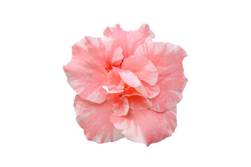 pink azalea flower isolated on white