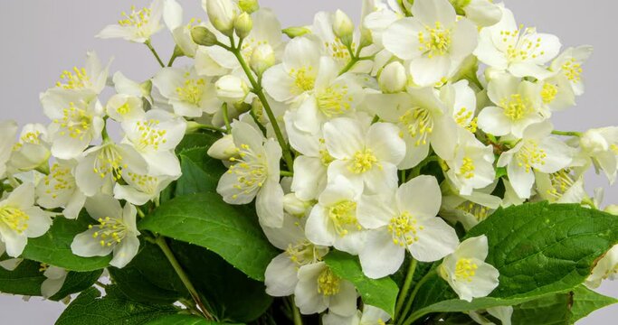 Bouquet of a beautiful tree bush during the flowering of jasmine on white background. Time laps white flower. Footage shot in 4k with natural daylight. macro.
