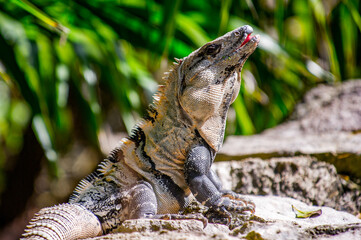 It's Close up of a Mexican iguana
