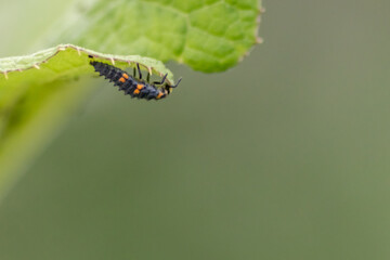 Spikey ladybug larvae hunting for louses on a green plant as useful animal and beneficial organism helps garden lovers protect the plants from pests like louses and bring luck and good fortune