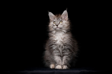 Obraz premium cute maine coon kitten studio portrait on black background