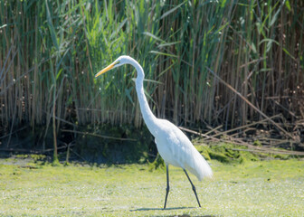 Great Egret in Richard w Dekorte Park of New Jersey