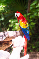 Macau parrot
