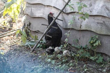Chicken with a walk in nature in the village. among flowers and bushes, farm animals. Stock photo for design