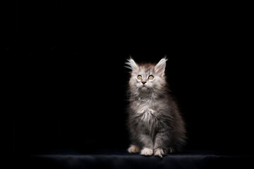 Fototapeta premium cute maine coon kitten studio portrait on black background with copy space