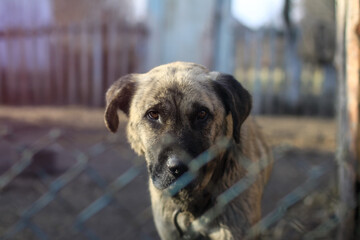 Cute pet on the nature near the house. Homeless poor dog playing on the street and looking at the camera. Stock photo for design