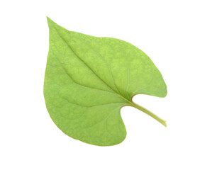Obraz premium Houttuynia cordata leaf