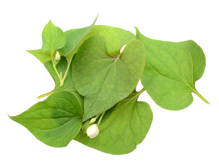 Houttuynia cordata isolated on white background.