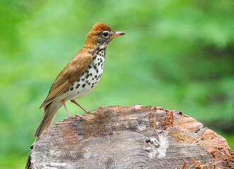 Closeup of a Wood Thrush with a Green Out of Focus Background