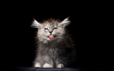 Naklejka na ściany i meble funny portrait of a cute maine coon kitten sticking out tongue looking at camera