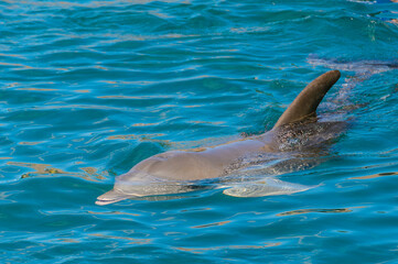 Dolphin swims in the water