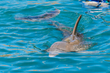 Dolphin swims in the water